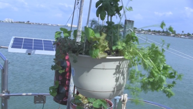 Container Gardening Vegetable Ideas