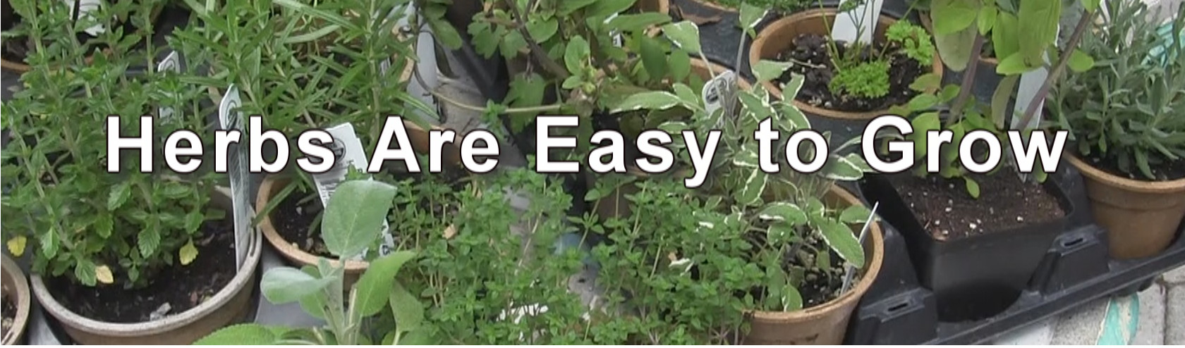 Herbs easy to grow