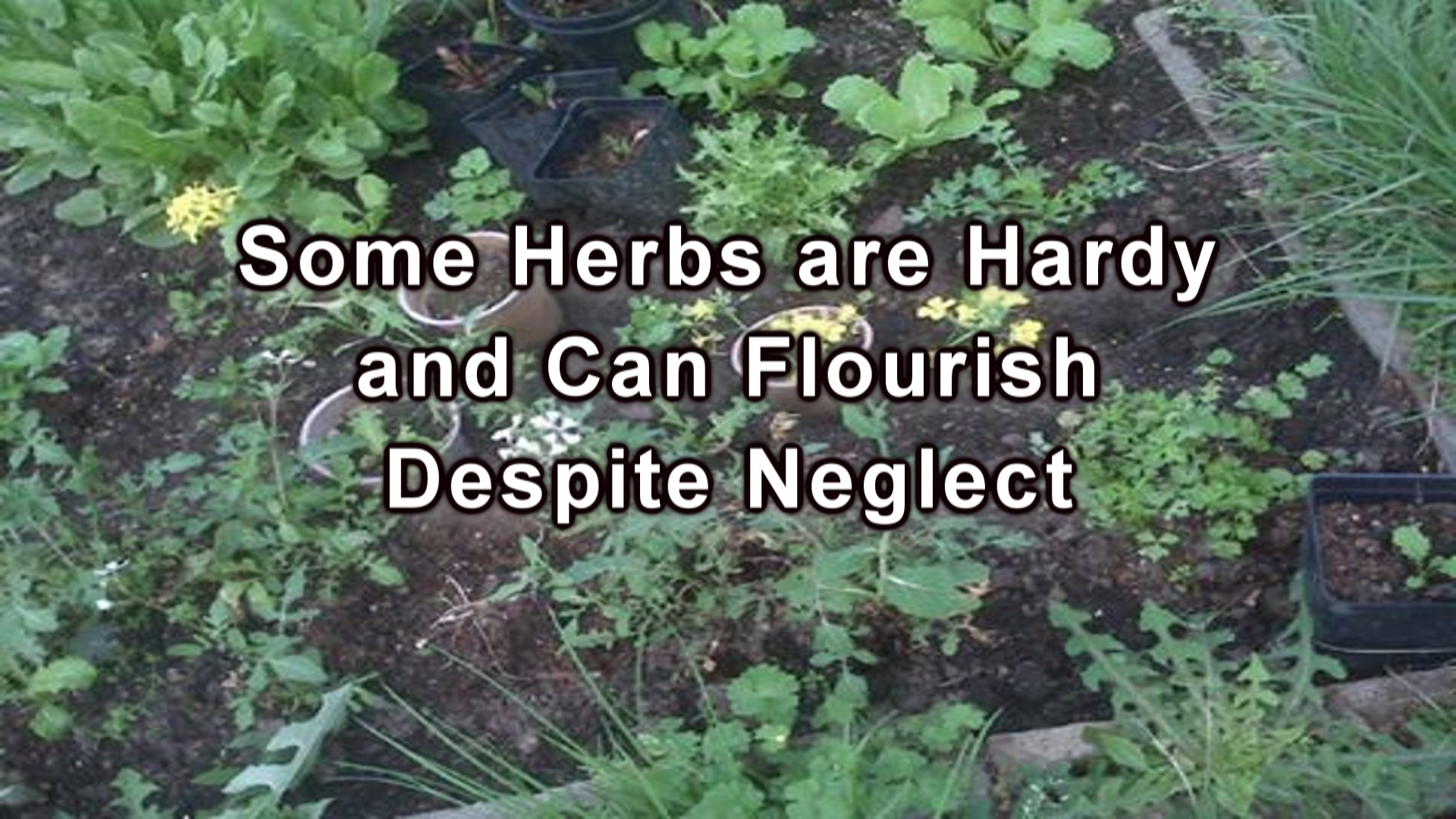 Herbs are Very Hardy and Often Easy to Grow