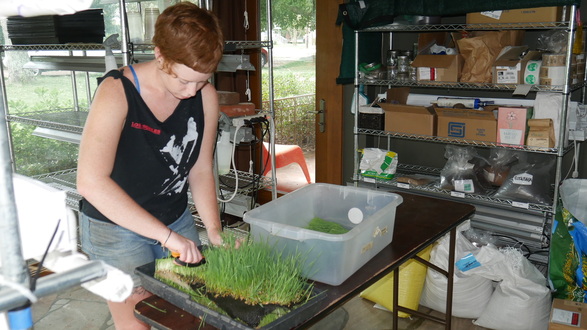 Cutting Wheatgrass